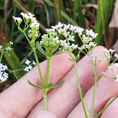 Galium elongatum