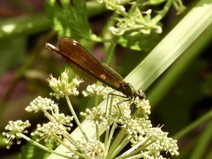 Calopteryx virgo