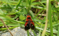 Oncopeltus nigriceps