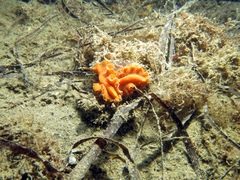 Yungia aurantiaca