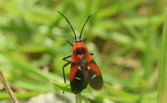 Oncopeltus nigriceps