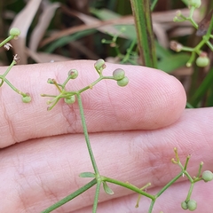 Galium elongatum