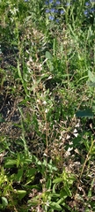Capsella bursa-pastoris