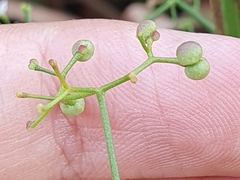 Galium elongatum