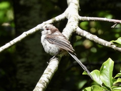 Aegithalos caudatus