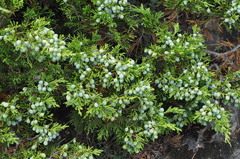 Juniperus sabina
