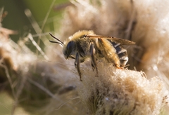 Eucera notata
