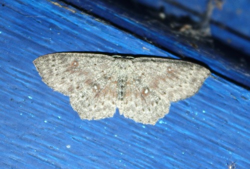 Cyclophora pendularia