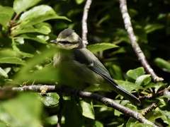 Cyanistes caeruleus