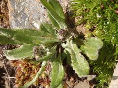 Senecio lugens