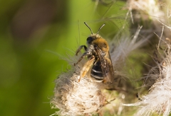 Eucera notata