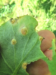 Puccinia poarum