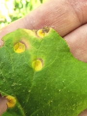 Puccinia poarum