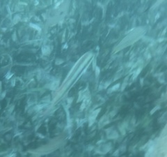 Halichoeres bivittatus