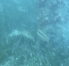 Halichoeres bivittatus