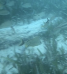 Halichoeres bivittatus