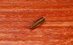 Scaphoideus coniceus