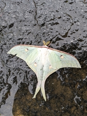 Actias selene