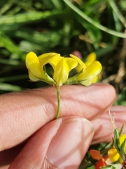 Lotus tenuis