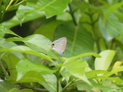 Catochrysops panormus exiguus