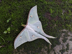 Actias selene
