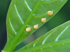 Danaus chrysippus