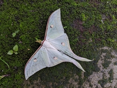 Actias selene