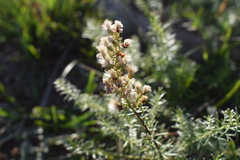 Baccharis coridifolia