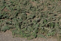 Platycarpha glomerata