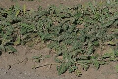 Platycarpha glomerata