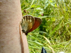 Coenonympha glycerion