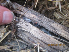 Porrhothele antipodiana