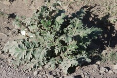 Platycarpha glomerata