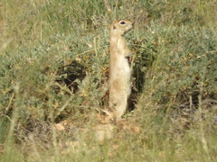 Spermophilus xanthoprymnus