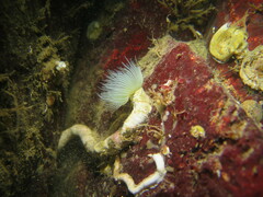 Protula pacifica