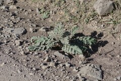 Platycarpha glomerata