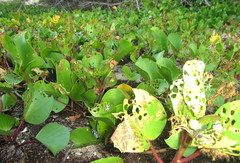 Aspidimorpha puncticosta