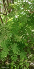 Sorbus aucuparia