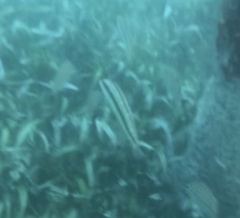 Halichoeres bivittatus