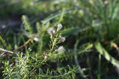 Baccharis coridifolia