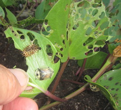 Aspidimorpha puncticosta