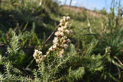 Baccharis coridifolia
