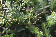 Baccharis coridifolia