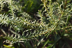 Baccharis coridifolia