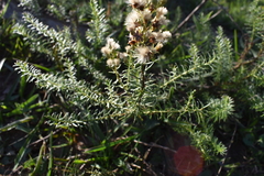 Baccharis coridifolia