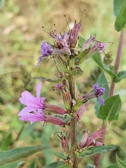 Lythrum salicaria image