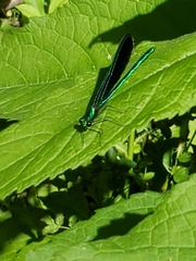 Calopteryx maculata
