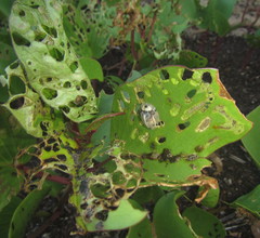 Aspidimorpha puncticosta