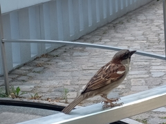 Passer domesticus