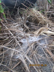 Porrhothele antipodiana